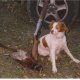<h1 style="font-size: 12px">Cani da Caccia: Epagneul Breton di nome "Scan" impegnato durante una battuta di caccia al fagiano..</h1>